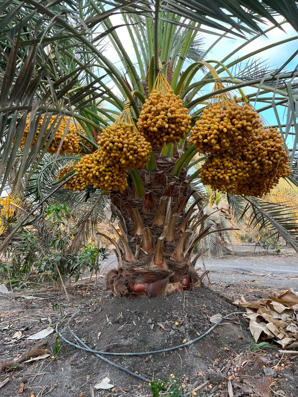 بستان البرحي